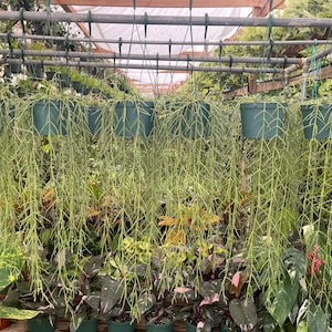 May include: A row of Rhipsalis baccifera plants in dark green plastic hanging pots. Each plant features long, thin, trailing light green stems that cascade downward from the containers, which are suspended from a metal frame structure.