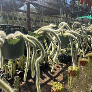 May include: A close-up of a hanging cactus plant with long, thin, green stems and white hairs. The cactus is hanging in a green plastic pot and is surrounded by other plants.