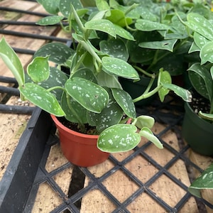 May include: A Scindapsus pictus plant, commonly known as a satin pothos, potted in a small orange plastic container. The plant features heart-shaped, matte green leaves with distinct, irregular silver-grey variegation and speckling patterns.