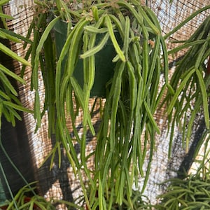 Rhipsalis micrantha  exotic epiphytic jungle cactus 6 inch pot full