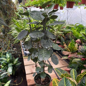 May include: A Polyscias scutellaria, commonly known as a shield aralia, features dark green, rounded, leathery leaves on thin, upright, dark-colored stems. The plant is potted in a simple green plastic container filled with dark potting soil.