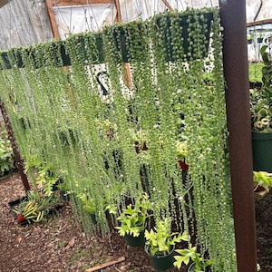 May include: A wall of hanging plants with long, trailing stems and small, round leaves. The plants are in pots and are hanging from a metal frame. The plants are all green and are growing in a greenhouse setting.
