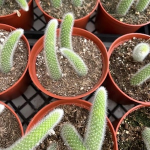 May include: Close-up of several small potted cactus plants with long, thin, green stems and white fuzz. The cactus plants are in brown plastic pots.