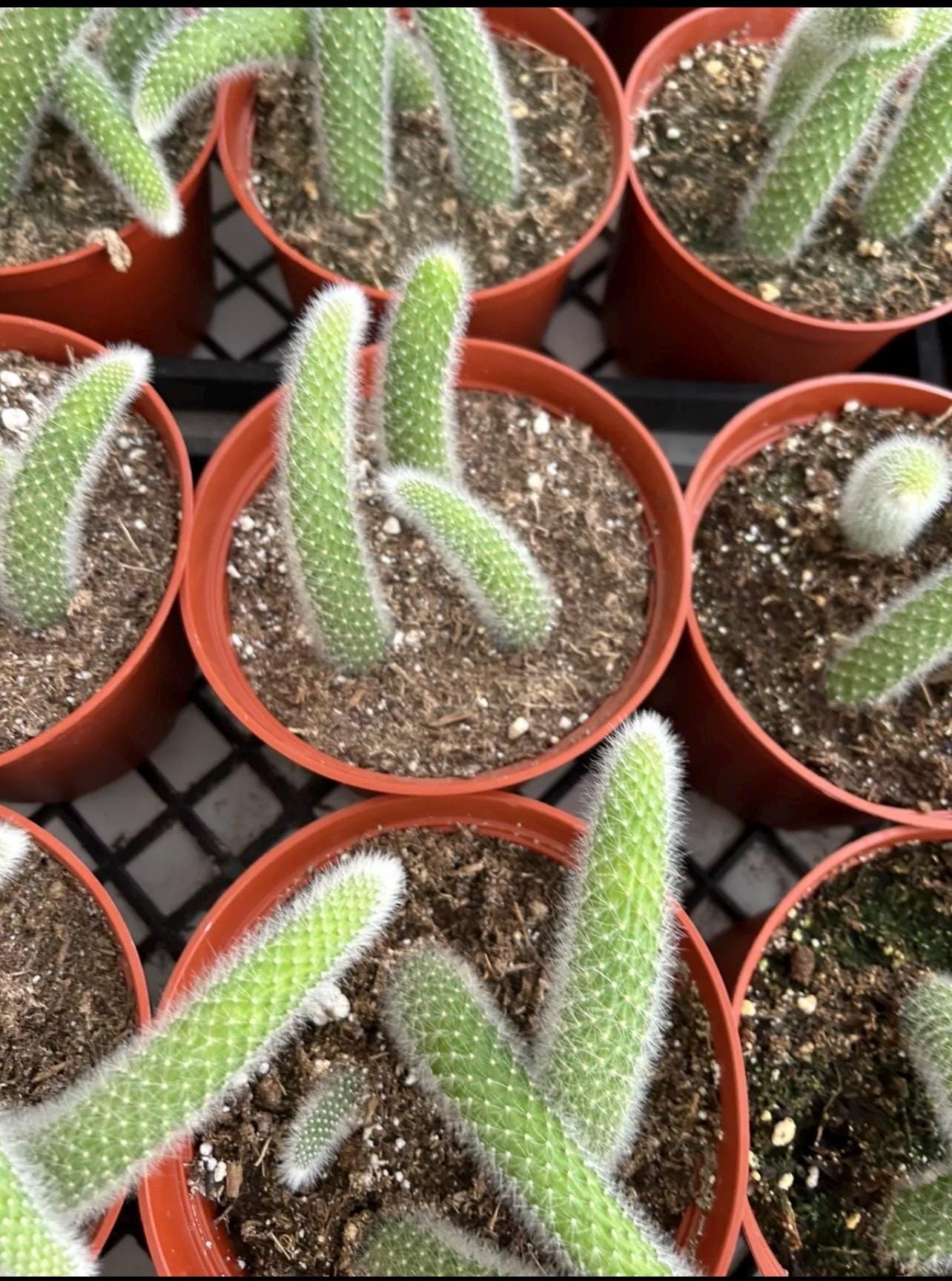 konect 鉢　DragonTail Monkey Tail Cactus Hildewintera colademononis Succulent Plant 1 Pc