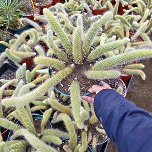 May include: A collection of potted cactus plants. The cacti have long, cylindrical, light green stems with a fuzzy texture. The plants are in small, round, brown pots. The image is taken from a slightly elevated angle, showing multiple plants.