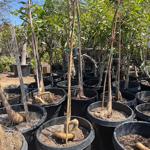 Mature Queensland Bottle Tree – 5 to 6.5 Feet Tall – Shipped Bare Root