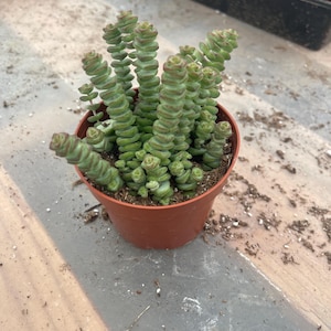 May include: A potted succulent plant with stacked, green, cylindrical leaves and reddish-brown tips. The plant is in a small, brown plastic pot, set against a neutral background. The succulent is a Crassula, a popular houseplant.