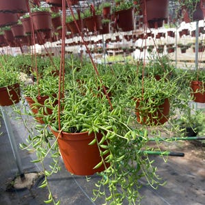 May include: Hanging brown pots filled with green string of pearls plants. The plants have long, cascading stems with small, round, bead-like leaves. The pots are suspended from a metal frame, creating a lush, green display.
