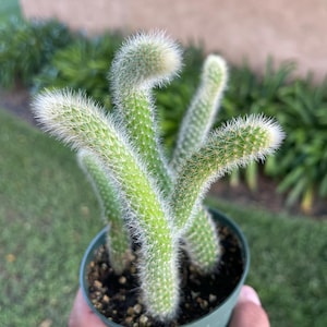 May include: A potted cactus with multiple long, slender, cylindrical green stems covered in fine white spines. The plant is housed in a simple dark green plastic nursery pot filled with dark potting soil, showcasing a distinct curved growth pattern.