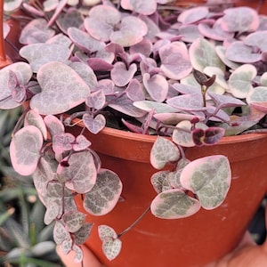 May include: A hanging pot of String of Hearts plant. The plant has heart-shaped leaves with pink and green variegation. The pot is a reddish-brown color and has a wire hanger. The background is blurred.