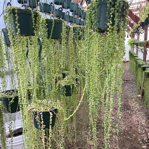 May include: String of Pearls plants in dark green hanging pots. The trailing stems of the succulent are covered in small, round, bead-like leaves. The plants are suspended from a metal frame, creating a lush, green display.