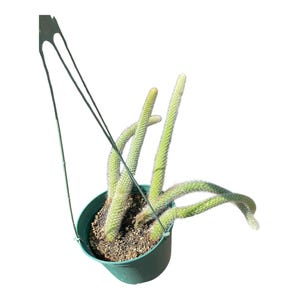 monkey tail cactus in 6inch pot healthy beautiful tails