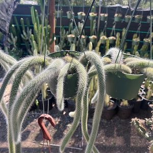 May include: A hanging planter with long, thin, green cactus plants with white hairs. The planter is green and has a brown hook.