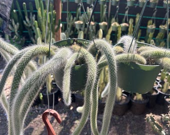 6" Monkey Tail Cactus | Hildewintera Hanging Pot Long and Hairy Tails