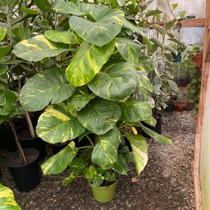 May include: A lush green pothos plant with large, heart-shaped leaves, speckled with yellow variegation. The plant is potted in a small green pot and surrounded by other plants in a greenhouse setting. The leaves are vibrant and healthy.