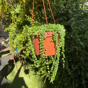 May include: A hanging planter with a string of pearls plant. The plant is in a terracotta pot and has long, trailing stems with small, round, green leaves.
