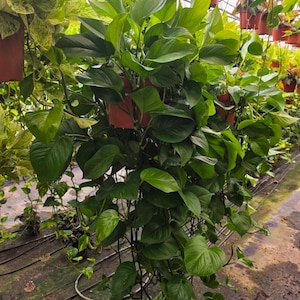 May include: A lush, hanging pothos plant with vibrant, heart-shaped green leaves cascading from a brown plastic pot. The plant features dense foliage with smooth, pointed leaves that fill the container and extend downward in a thick, trailing display.