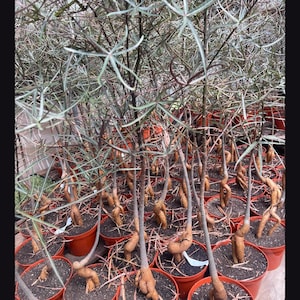 May include: A collection of potted Brachychiton rupestris plants, also known as Queensland bottle trees, featuring distinctively swollen, bulbous tan-colored trunks and slender, multi-lobed green leaves planted in individual orange plastic pots.