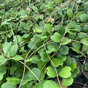 May include: A close-up shot of a collection of Hoya kerrii plants, also known as Sweetheart Hoya. The plants feature vibrant green, heart-shaped leaves and thin, trailing stems. The image shows multiple potted plants, creating a lush, natural display.