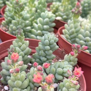 May include: Close-up of several potted succulents, featuring light green, rounded leaves and delicate pink flowers. The plants are in small, terracotta-colored pots, creating a natural and vibrant display. The image showcases the texture and color of the plants.