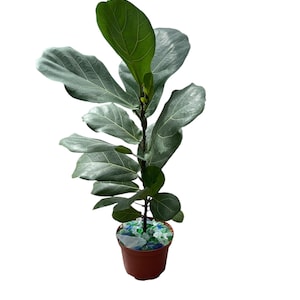 May include: A potted Fiddle Leaf Fig plant with large, green leaves. The plant is in a brown plastic pot filled with decorative blue and clear glass pebbles. The plant's leaves are a vibrant green color.