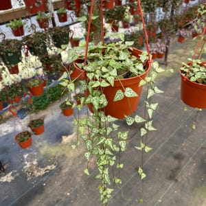 May include: A hanging potted plant with heart-shaped leaves, speckled with white, cascades from a brown pot. The plant is suspended by a red hanger, with other similar plants in the background, creating a lush, green display.