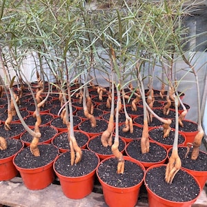May include: A collection of small plants with thin, green, needle-like leaves and twisted, light brown woody stems, each potted in an individual orange plastic container filled with dark soil, arranged in rows on a wooden surface.