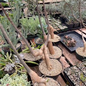 May include: A collection of potted succulent plants in a nursery setting. The foreground features a plant with a thick, woody, light brown caudex stem that branches upward. Surrounding it are various small succulents in black plastic pots with gravel.