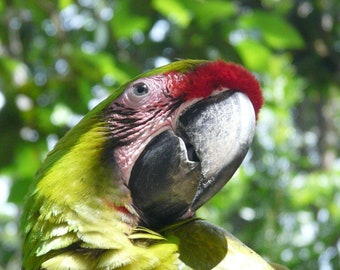 Digital photograph Green Macaw Parrot