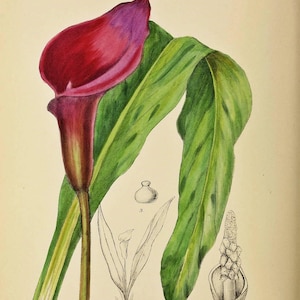 Arum Lily Vintage Botanical Illustration Art Print Collection South African Flowers