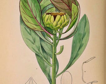 バオバブの木 開花植物 南アフリカ ヴィンテージ 植物 エキゾチカ