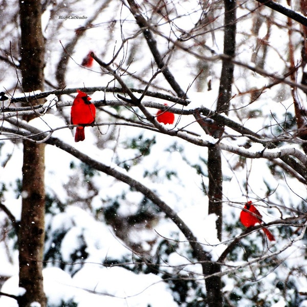 Winter Birds Notecards SET of 10, Snow Cardinals, Blue Jays, Winter Trees, Red Blue White, Holiday Cards