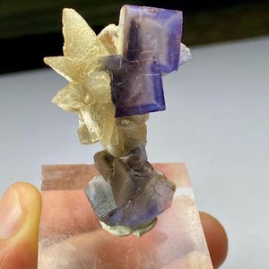 以下が含まれることがあります： 蛍石の鉱物標本のクローズアップ。標本は、紫、黄色、透明の色合いの立方体と星型の形状を特徴としています。鉱物は透明な長方形のベースにあります。
