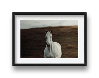 Calm Strength – Cinematic White Horse Print