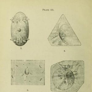 Occulte chemie | Zeldzaam esoterisch e-boek (pdf) | 140+ pagina&#39;s met vintage illustraties | Geheime alchemie en metafysica | Occulte verschijnselen