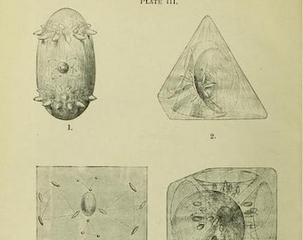 Occulte chemie | Zeldzaam esoterisch e-boek (pdf) | 140+ pagina's met vintage illustraties | Geheime alchemie en metafysica | Occulte verschijnselen