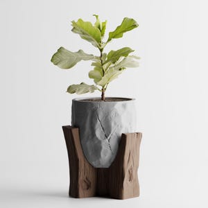 Puede incluir: Una planta de higuera de hoja de violín en una maceta gris texturizada, sobre un soporte de madera marrón. La planta tiene hojas grandes de color verde claro. La maceta tiene unos 20 cm de diámetro.