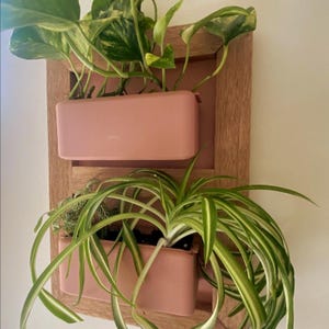 Living Plant Picture