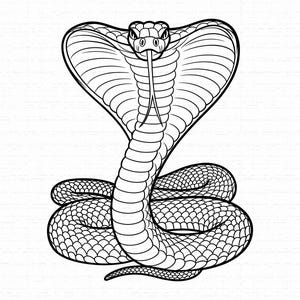 Op de afbeelding: Een zwart-wit lijntekening van een cobra in een rechtopstaande, defensieve houding met de kap gespreid. De slang heeft gedetailleerde schubpatronen op het opgerolde lichaam en een gespleten tong die uit de bek steekt.