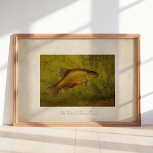 Vintage Tench Fish Print: Restored Antique Illustration (Digital Download