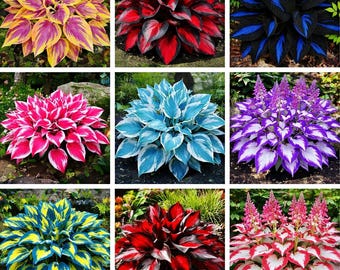 Mixed Hosta Seeds – Colorful Varieties for Shade Gardens – Unique and Rare Perennial Plants