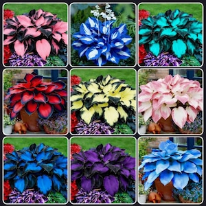 Exotic Plants Seeds - Etsy