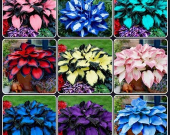 Rare Hosta Seeds Mix – Exotic Variegated Blue Pink Black Foliage Plant