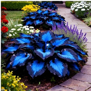 May include: A garden bed featuring vibrant blue and black hosta plants with large, heart-shaped leaves. The hostas are surrounded by other colorful flowers, including red roses, white daisies, and yellow blooms, creating a visually appealing landscape.