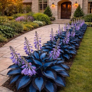 May include: A stone walkway leads to a house with a dark wooden door. The walkway is lined with vibrant blue and purple hosta plants. The plants have large, textured leaves and tall, purple flower spikes. The scene is bathed in warm sunlight.