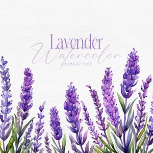 Imágenes prediseñadas de ramo de lavanda en acuarela, campos de lavanda pintados a mano, ilustraciones de flores lilas, marcos, bordes, boda de lavanda