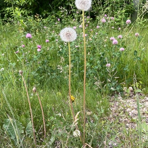 Dandelion Cordage Handmade Dandelion Twine Natural Dandelion Rope Natural Cordage image 7