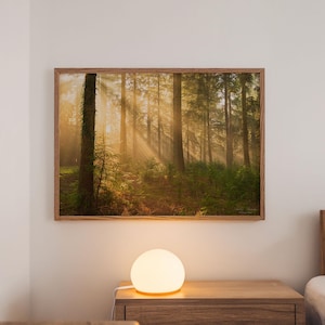Enchanting Forest Sunlight (2) in the New Forest: Misty Woodland digital photo wall art. English Forest scene