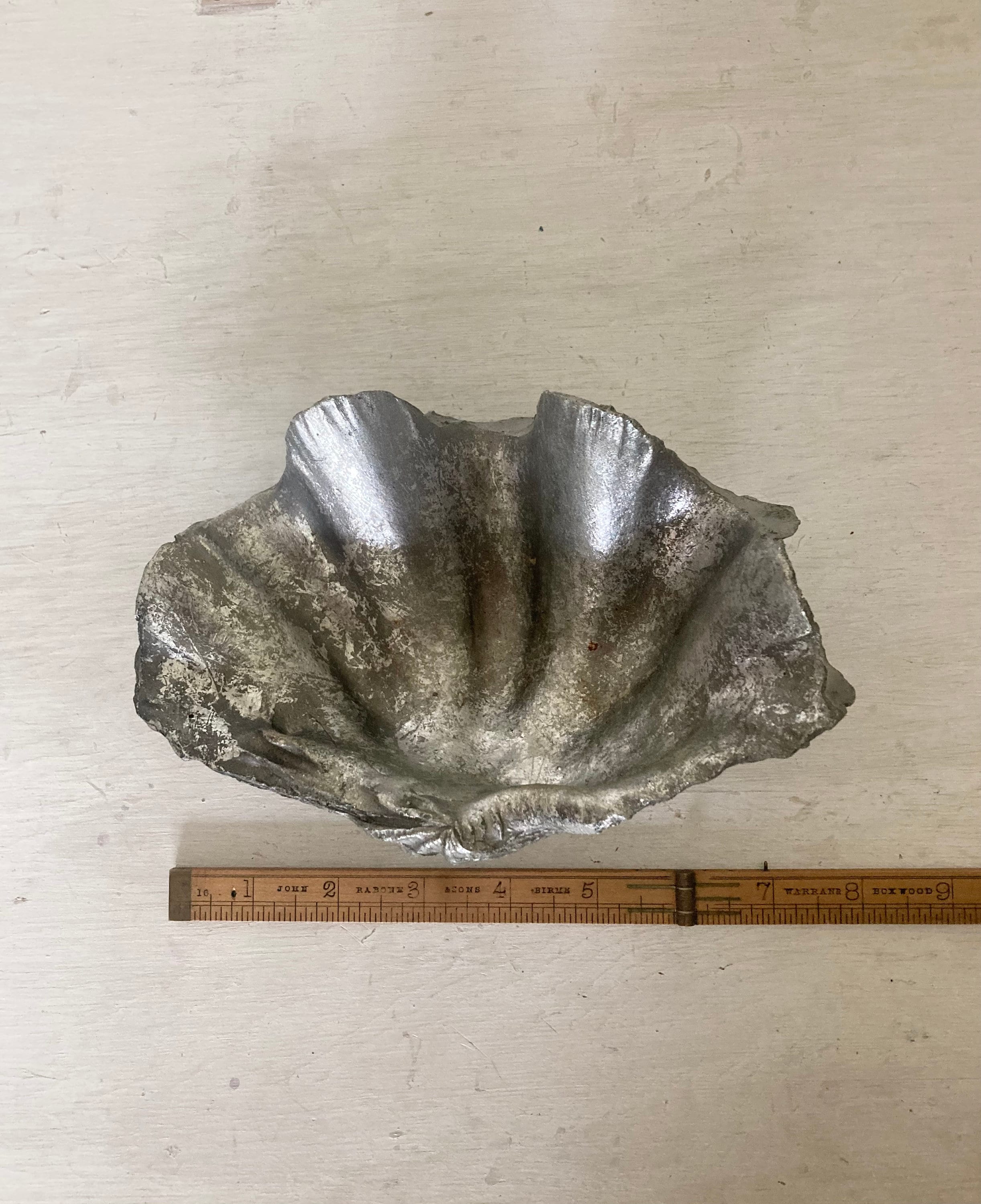 Beautiful Tridacna Clam Shell, Large, Silver, Sea/ocean Home Decor ...