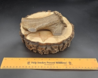 Elk Antler Dog Chew (Extra Large With Button)